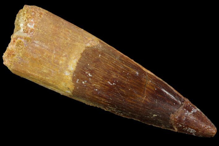 Real Spinosaurus Tooth - Composite Tip #87339